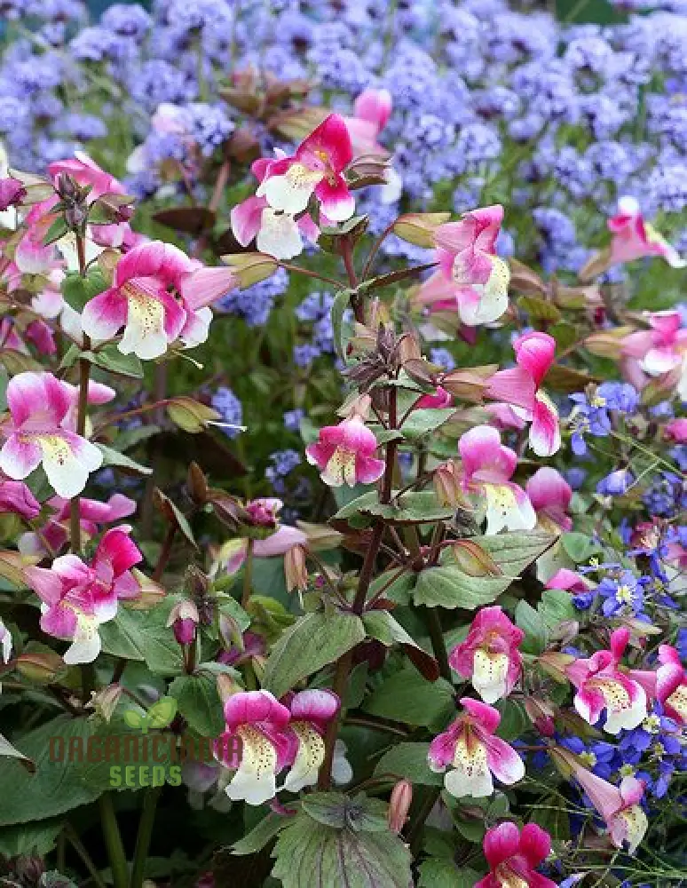 Mimulus Naiadandus Flower Seeds for Planting, Rare, Vibrant Garden Seeds for Beautiful Blooms