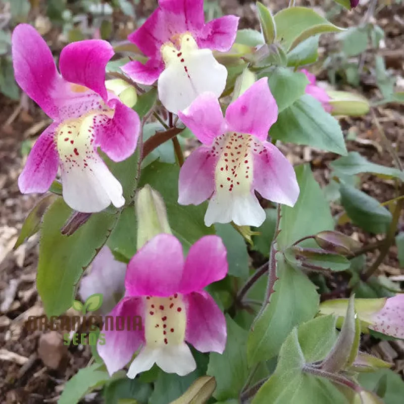Mimulus Naiadandus Flower Seeds for Planting, Rare, Vibrant Garden Seeds for Beautiful Blooms