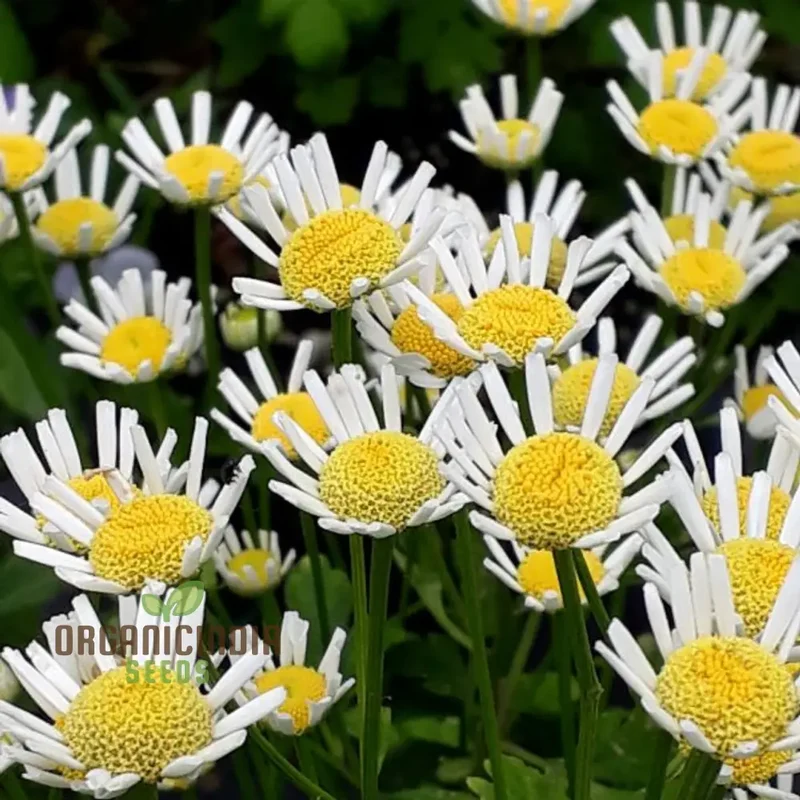 Tanacetum Parthenium 'Malmesbury' Seeds for Your Serene Garden Haven â€“ Enhance Your Gardening Experience with Medicinal Herbs and Fragrant Blooms!
