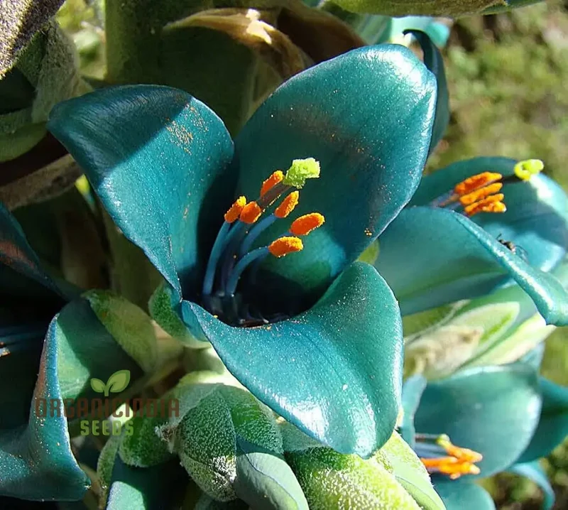 Puya Berteroniana Flower Seeds For Planting, Cultivating Stunning and Unique Blooms for Your Garden