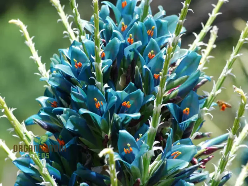 Puya Berteroniana Flower Seeds For Planting, Cultivating Stunning and Unique Blooms for Your Garden