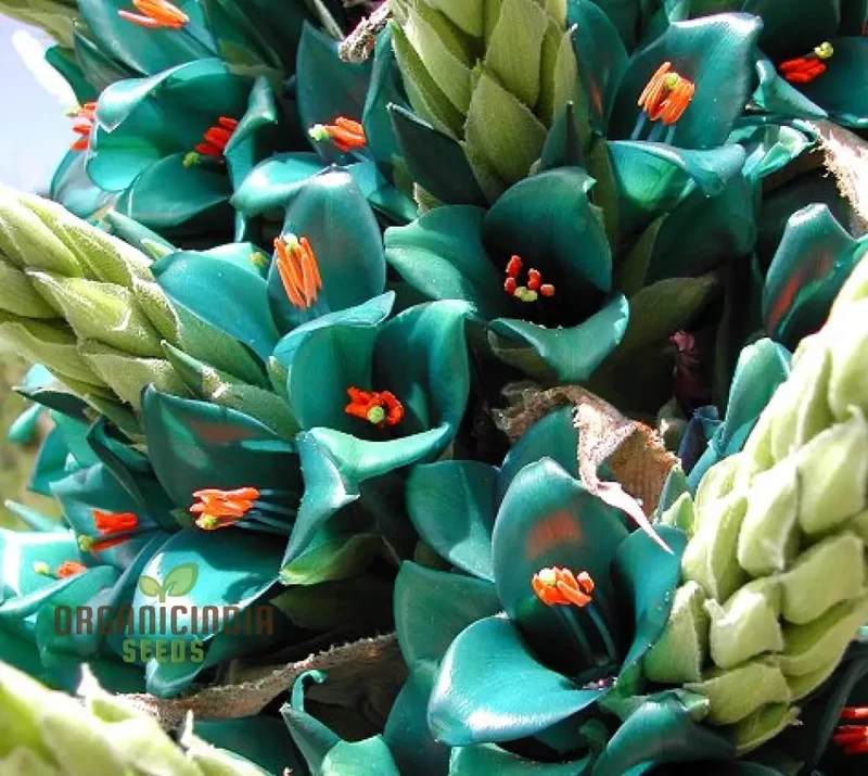 Puya Berteroniana Flower Seeds For Planting, Cultivating Stunning and Unique Blooms for Your Garden