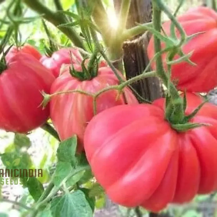 Tomato Pink Accordion Seeds for Gardening | Premium Heirloom Tomato Seeds for Your Garden