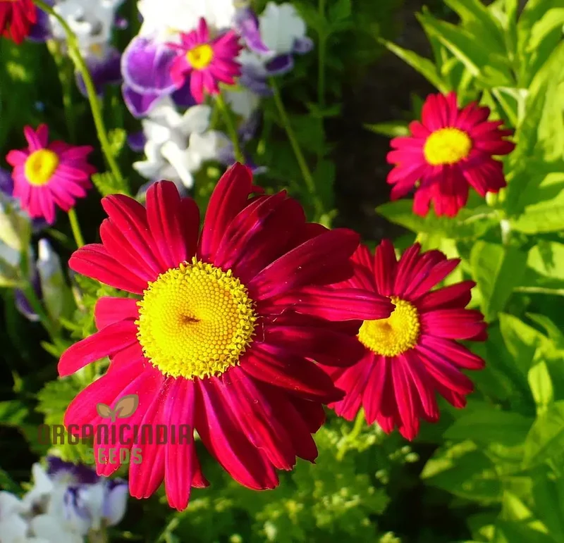 TANACETUM COCCINEUM Seeds, Explore Seeds for Vibrant Blooms and Lush, Green Foliage!