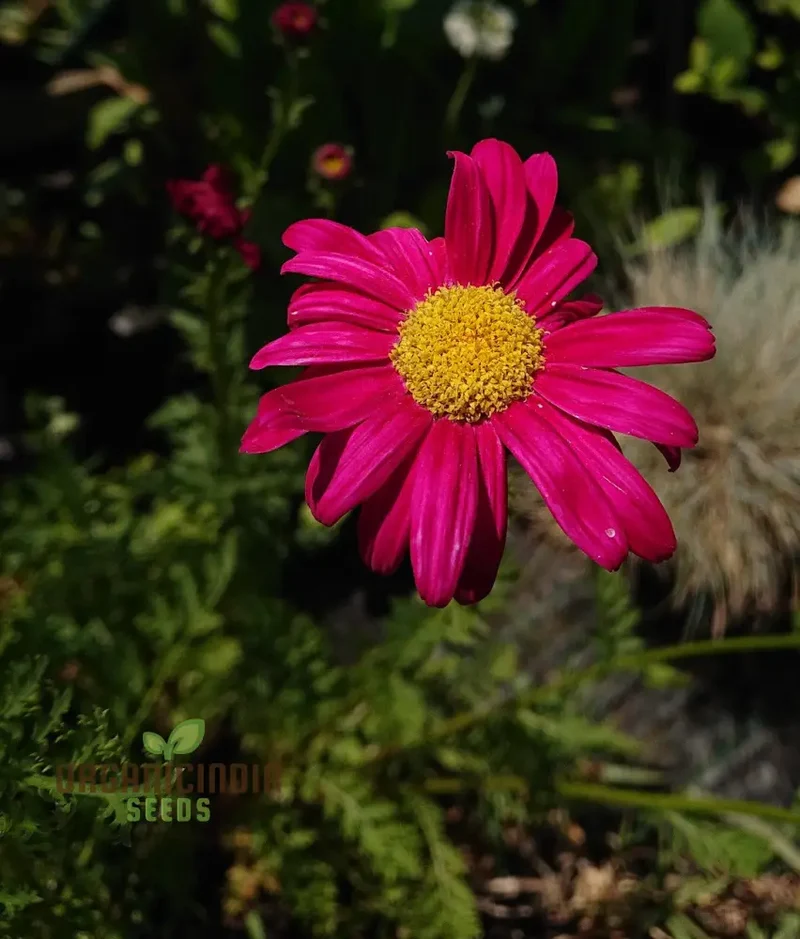 TANACETUM COCCINEUM Seeds, Explore Seeds for Vibrant Blooms and Lush, Green Foliage!