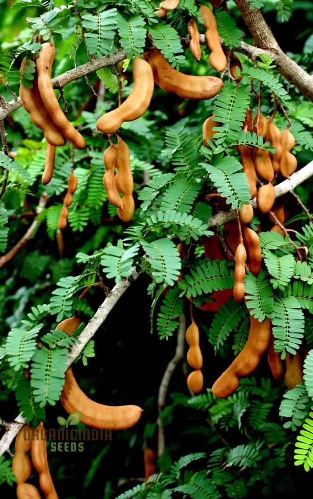 Dry Tamarindus Indica Seeds for Home Gardening-Cultivate Exotic Tamarind Trees and Enjoy Fresh, Tangy Fruit!