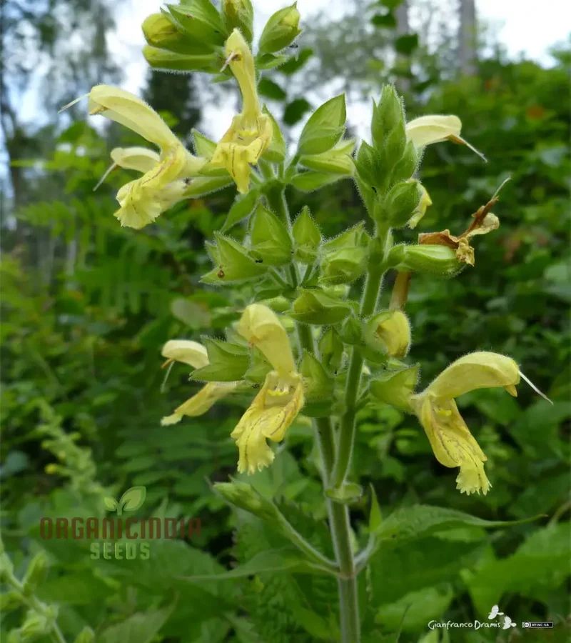 Salvia Glutinosa Seeds - Premium Gardening Salvia for Vibrant Blooms and Pollinator Attraction