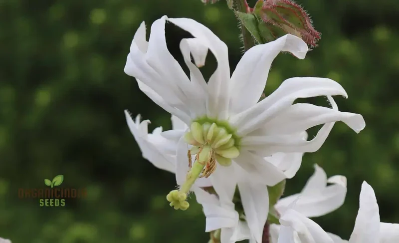Michauxia Campanuloides Flower Seeds for Planting, Stunning Bell-Shaped Blooms, Beautiful Perennials erfect for Gardeners