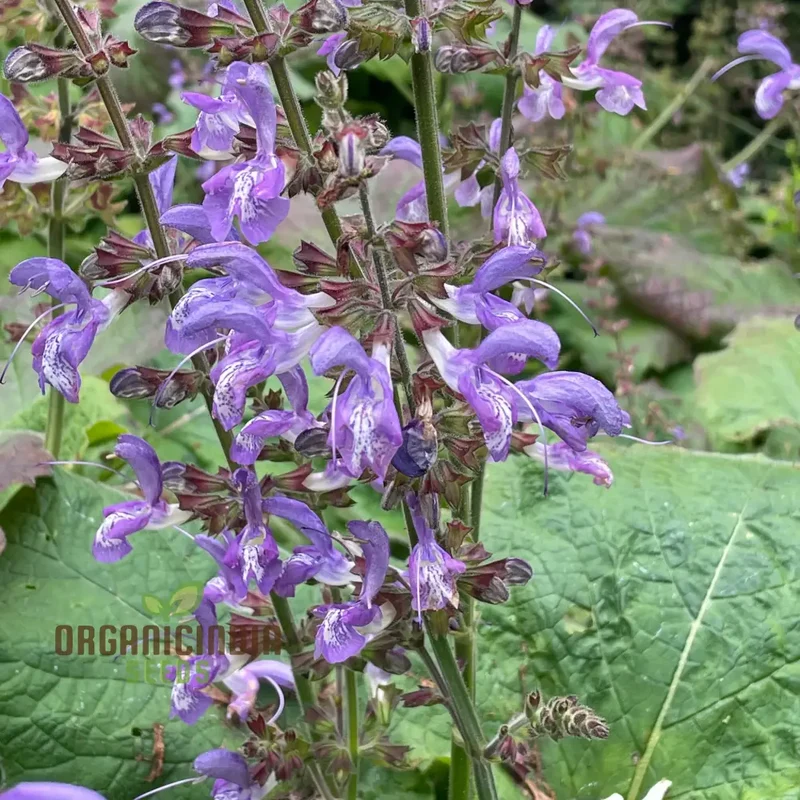 Salvia Seeds (Salvia Forskaohlei Seeds) - Vibrant Blooms and Easy Care Perennial