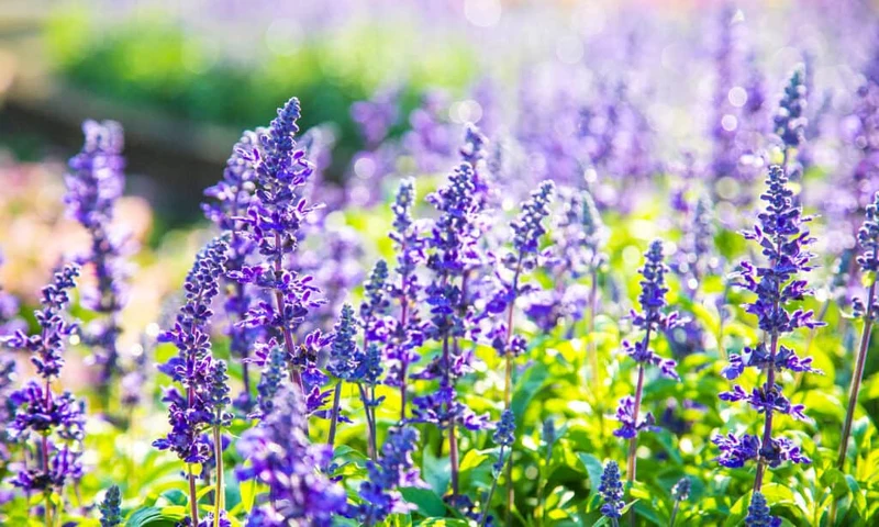 Salvia Seeds (Salvia Forskaohlei Seeds) - Vibrant Blooms and Easy Care Perennial