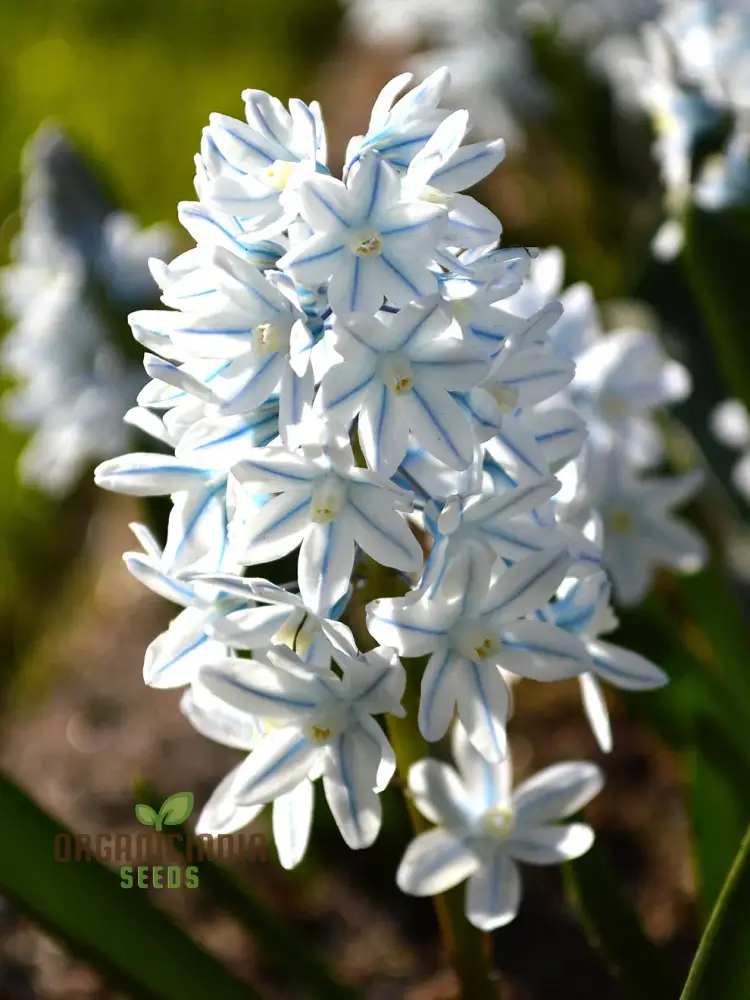 Puschkinia Seeds (Puschkinia Scilloides Seeds) - Early Spring Blooms for a Beautiful Garden