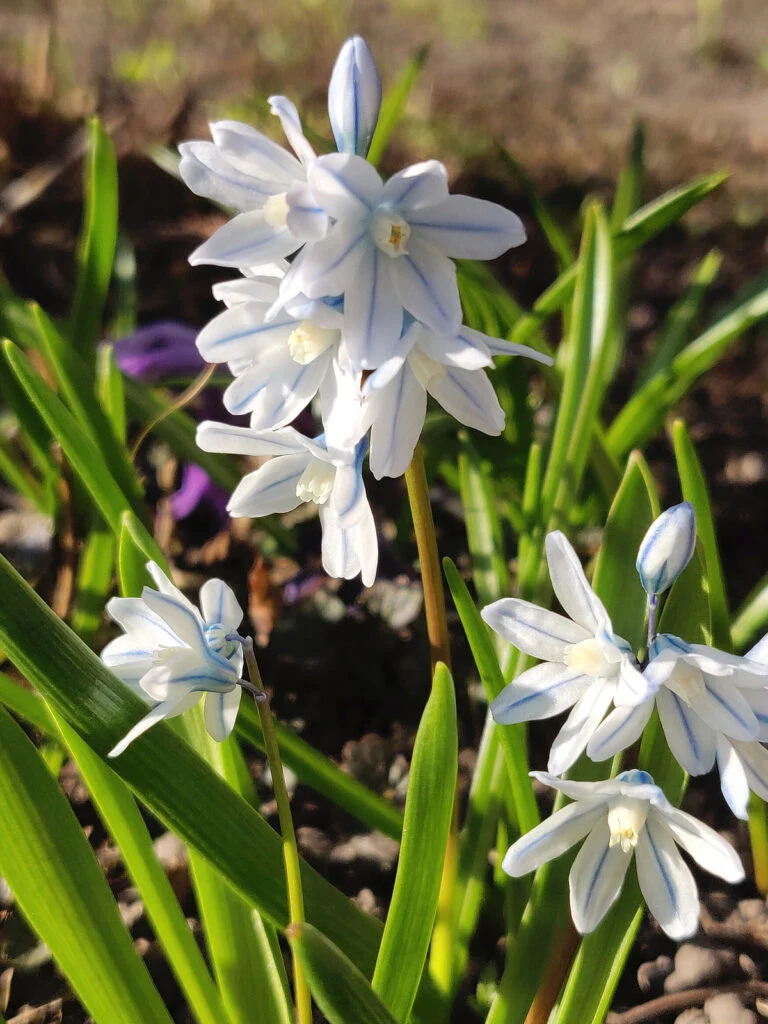 Puschkinia Seeds (Puschkinia Scilloides Seeds) - Early Spring Blooms for a Beautiful Garden