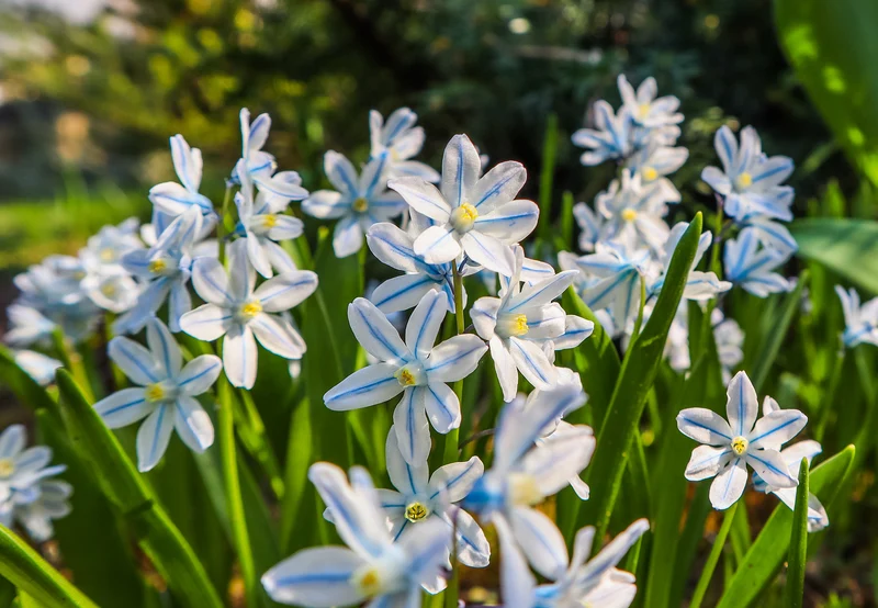 Puschkinia Seeds (Puschkinia Scilloides Seeds) - Early Spring Blooms for a Beautiful Garden