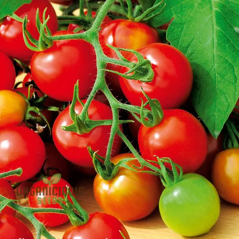 TOMATO LEWIS' LONG KEEPER Seeds - Premium Quality Seeds for Thriving Gardening