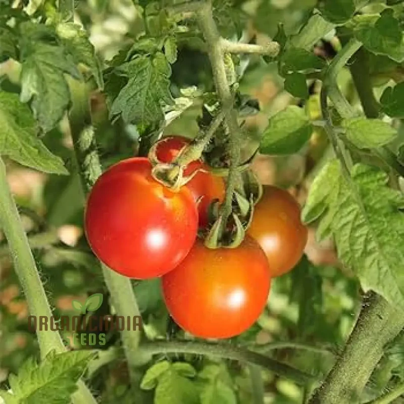 TOMATO LEWIS' LONG KEEPER Seeds - Premium Quality Seeds for Thriving Gardening