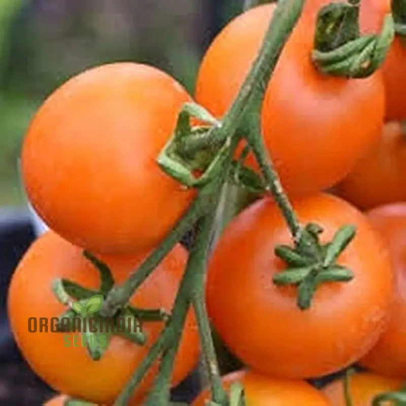 TOMATO LEWIS' LONG KEEPER Seeds - Premium Quality Seeds for Thriving Gardening