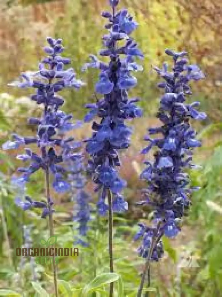 Salvia Farinacea Deep Blue Seeds - Premium Gardening Seeds for Stunning Blue Flowers, Organic Seed Variety