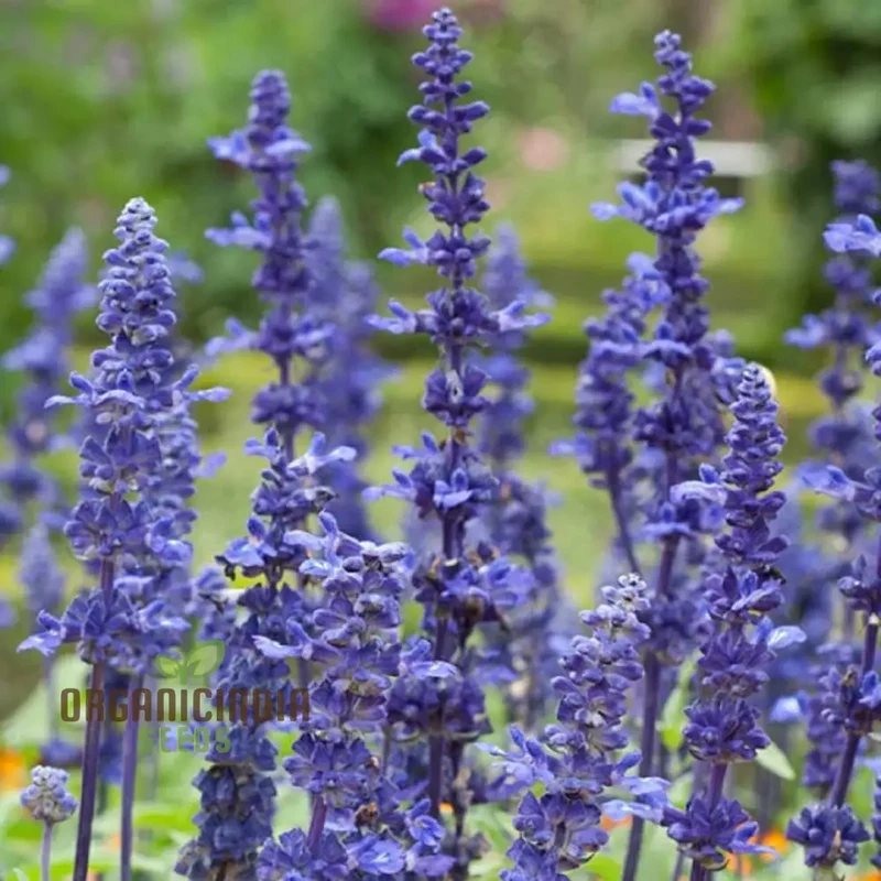 Salvia Farinacea Deep Blue Seeds - Premium Gardening Seeds for Stunning Blue Flowers, Organic Seed Variety