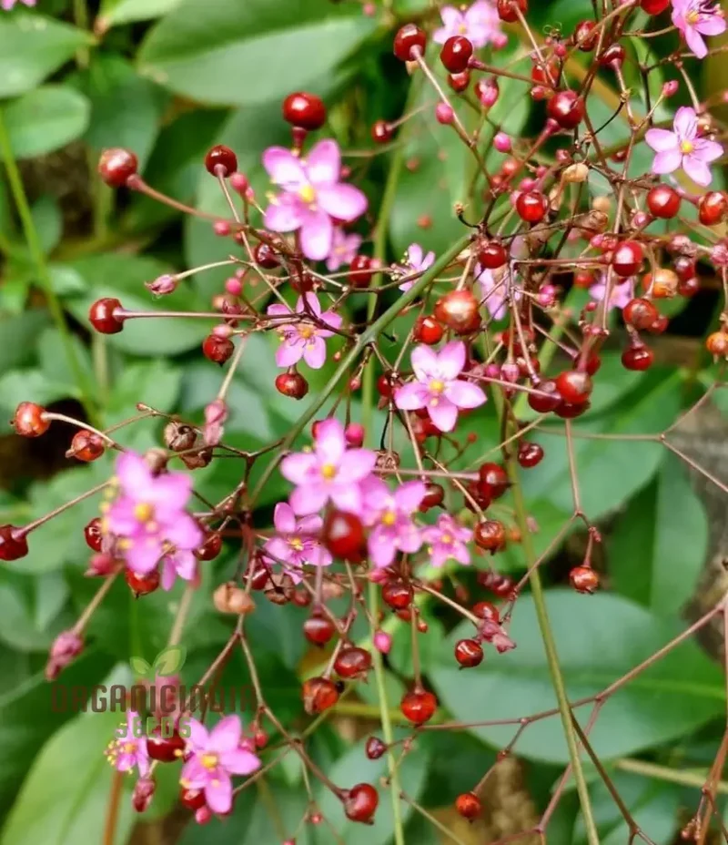 Talinum paniculatum 'Jewels of Opar' Seeds – Elevate Your Gardening with Delicate Beauty and Sustainable Growth!