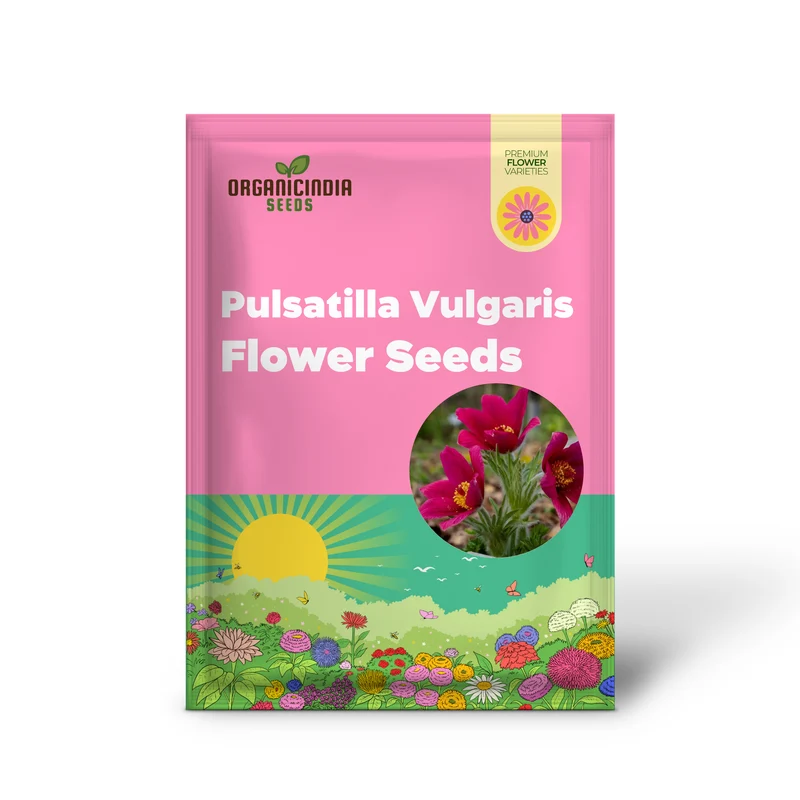 Pulsatilla Vulgaris 'Rosen Glocke' (Rubra) Flower Seeds For Planting, Stunning Red Bell-Shaped Blooms for Your Garden