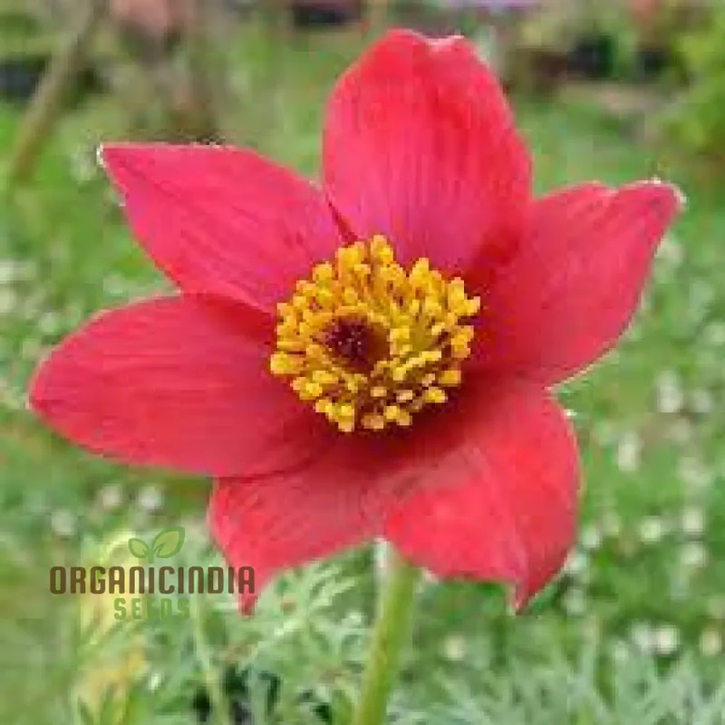 Pulsatilla Vulgaris 'Rosen Glocke' (Rubra) Flower Seeds For Planting, Stunning Red Bell-Shaped Blooms for Your Garden