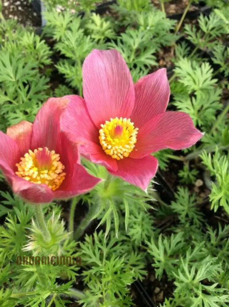 Pulsatilla Vulgaris 'Rosen Glocke' (Rubra) Flower Seeds For Planting, Stunning Red Bell-Shaped Blooms for Your Garden
