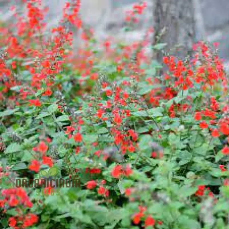 Salvia Coccinea Seeds - Premium Gardening Delights for Vibrant Blooms | Buy Organic Seeds Online