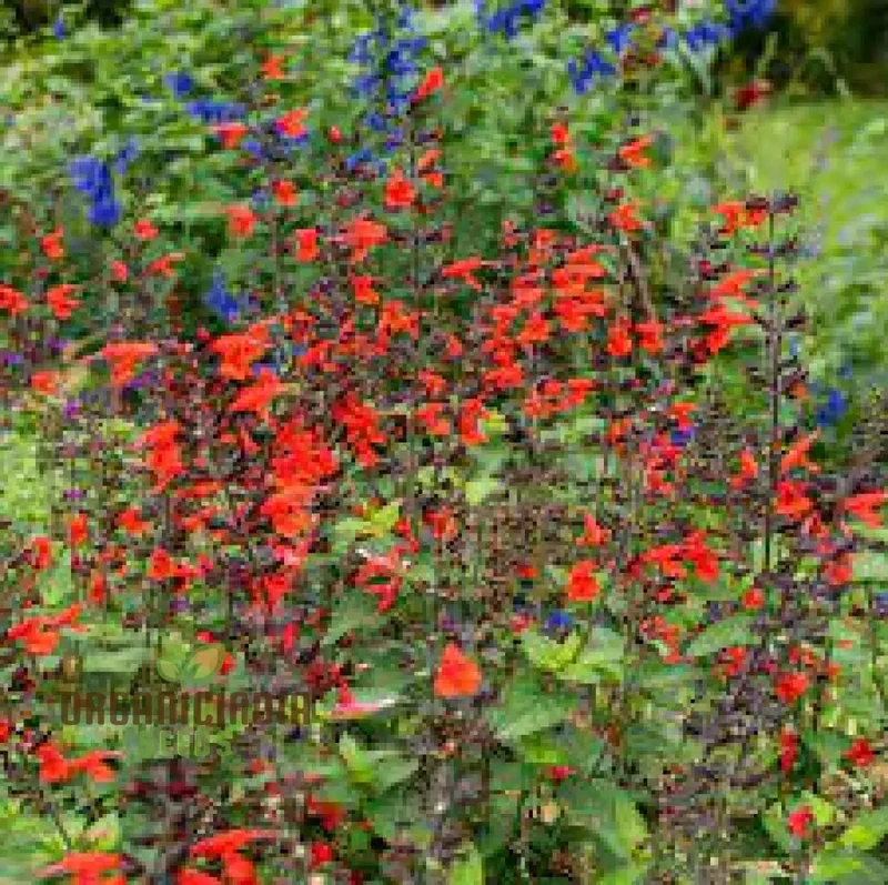 Salvia Coccinea Seeds - Premium Gardening Delights for Vibrant Blooms | Buy Organic Seeds Online