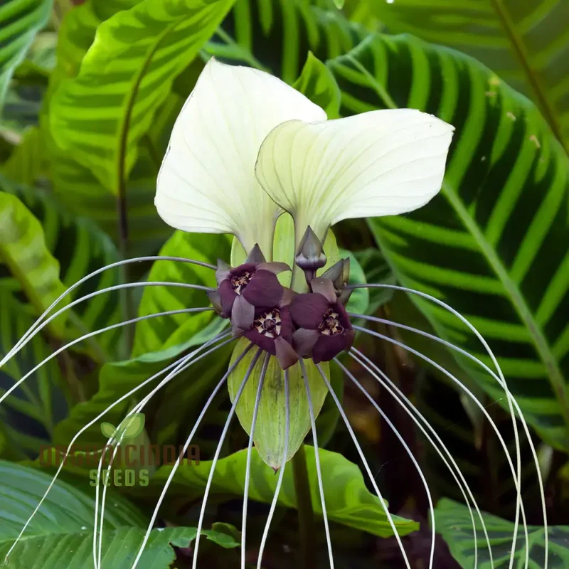 TACCA CHANTRIERI 'NIVEA' Seeds â€“ Elevate Your Gardening Experience with Unique, Stunning Blooms!