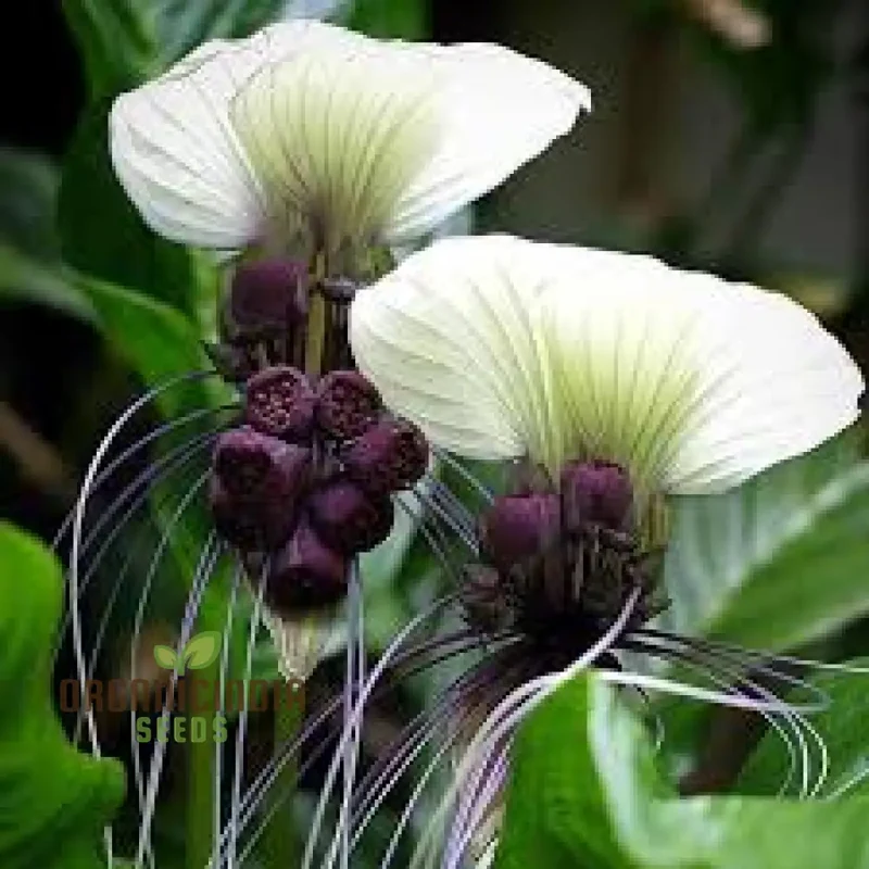 TACCA CHANTRIERI 'NIVEA' Seeds â€“ Elevate Your Gardening Experience with Unique, Stunning Blooms!