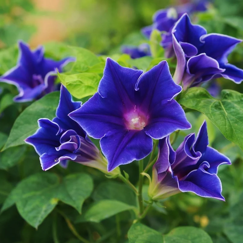 Gloire du matin 'Picotee Bleue'