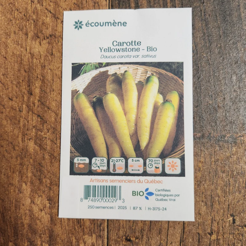 Carotte jaune ‘Yellowstone’ ( Daucus carota subsp. sativus )