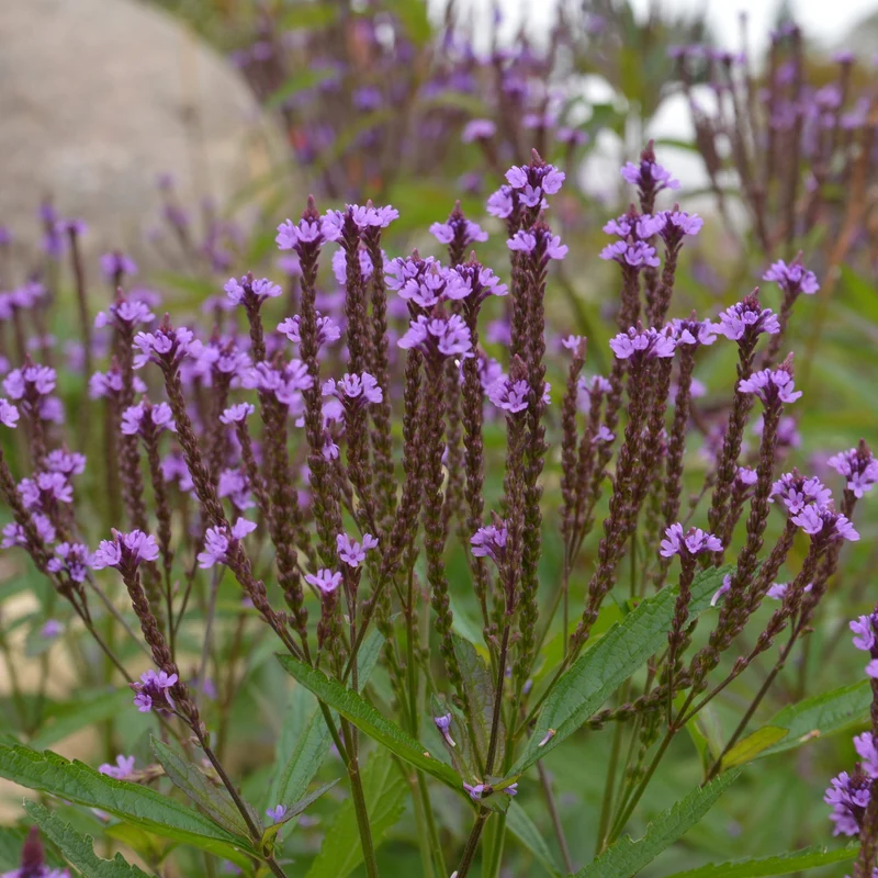 Verveine bleue ( Verbena hastata )