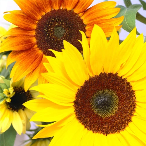 Mélange de tournesol ( Helianthus annuus )