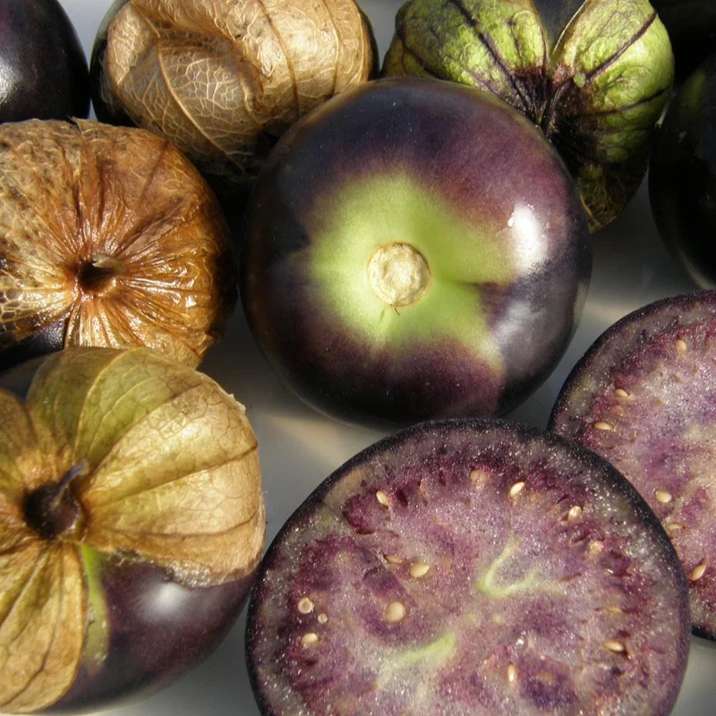 Tomatillo ‘Purple’ ( Physalis ixocarpa )