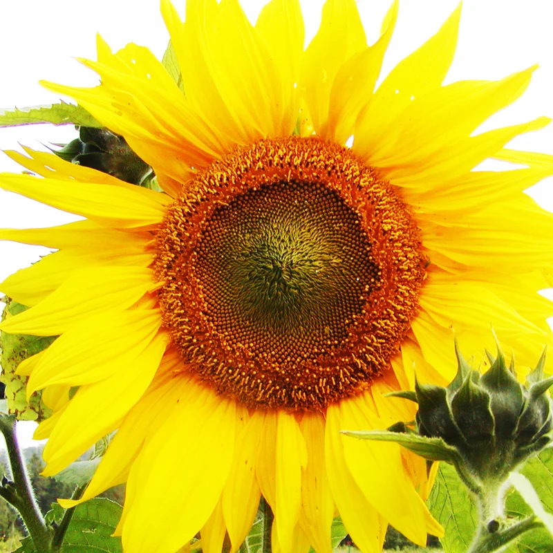Tournesol ‘Mammouth Géant’ ( Helianthus annuus )