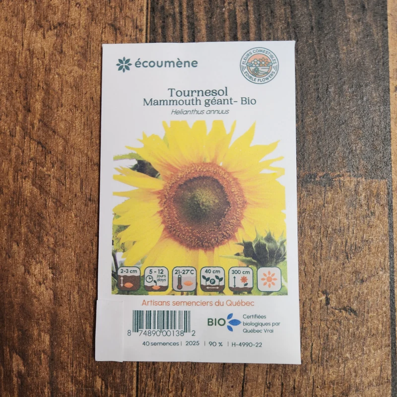 Tournesol ‘Mammouth Géant’ ( Helianthus annuus )