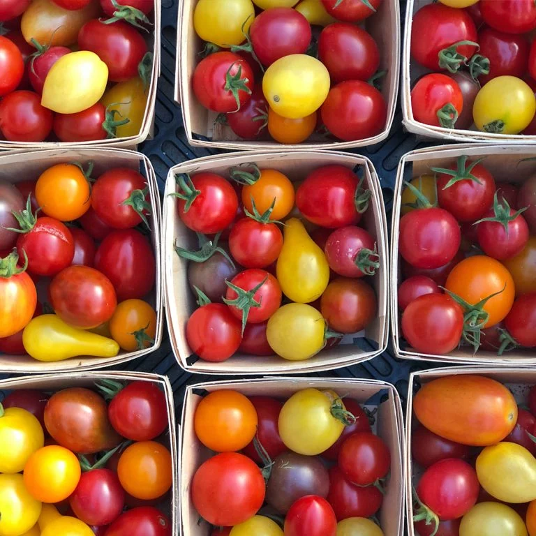 Mélange de tomates cerise ( Solanum lycopersicum )
