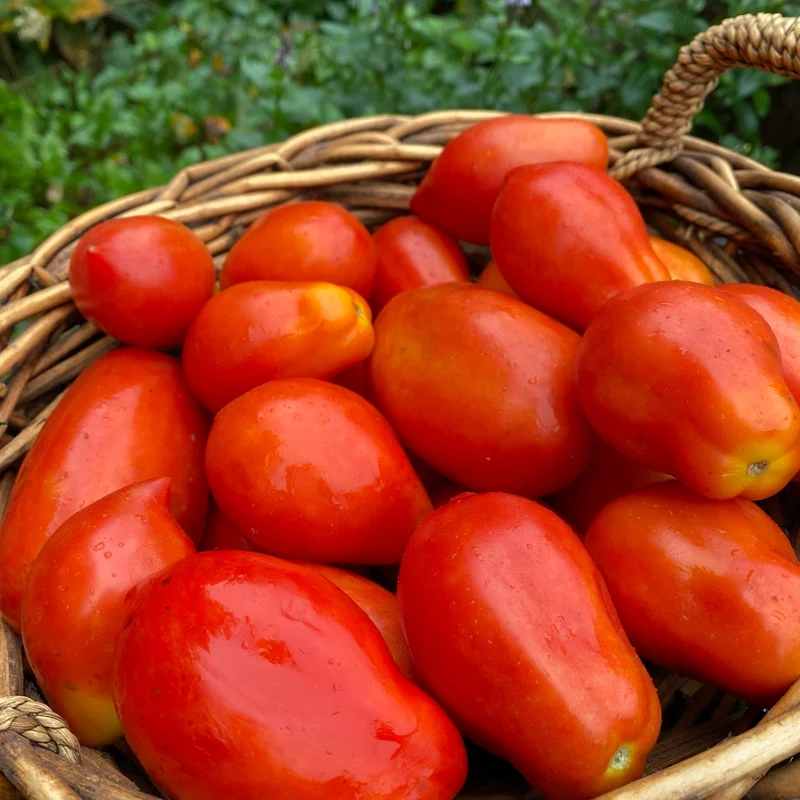Mélange de tomates italiennes ( Solanum lycopersicum )