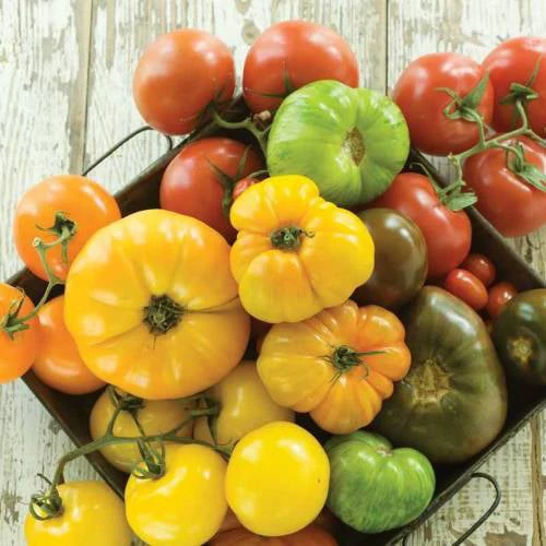 Mélange de tomates gros fruits ( Solanum lycopersicum )