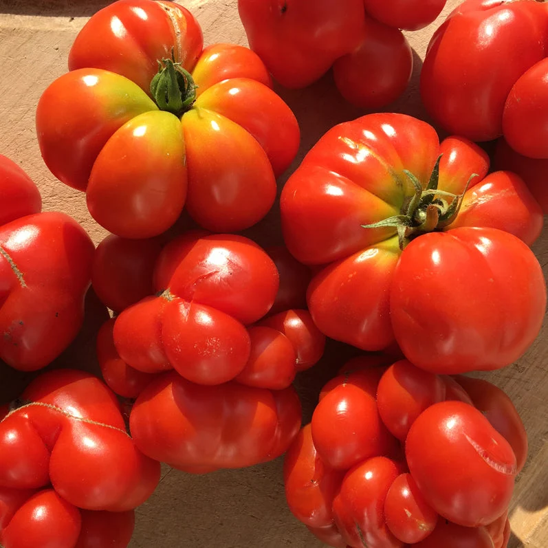 Tomate ‘Voyageuse’ ( Solanum lycopersicum )
