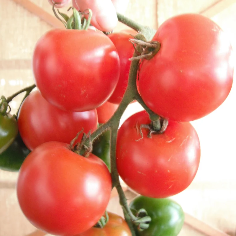 Tomate ‘Stupice’ ( Solanum lycopersicum )