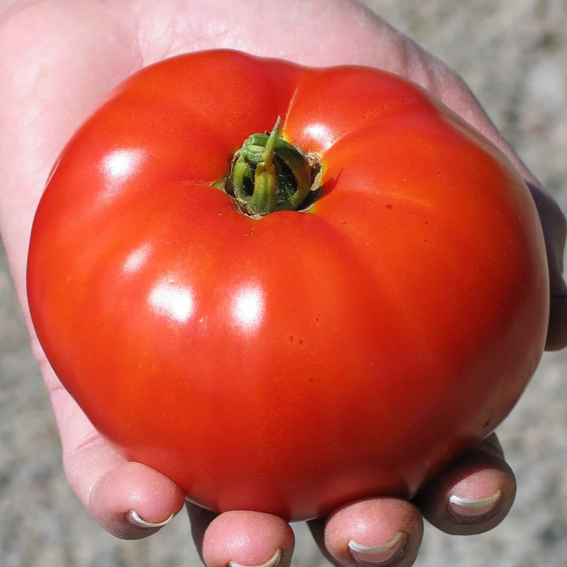 Tomate ‘Siletz’ ( Solanum lycopersicum )