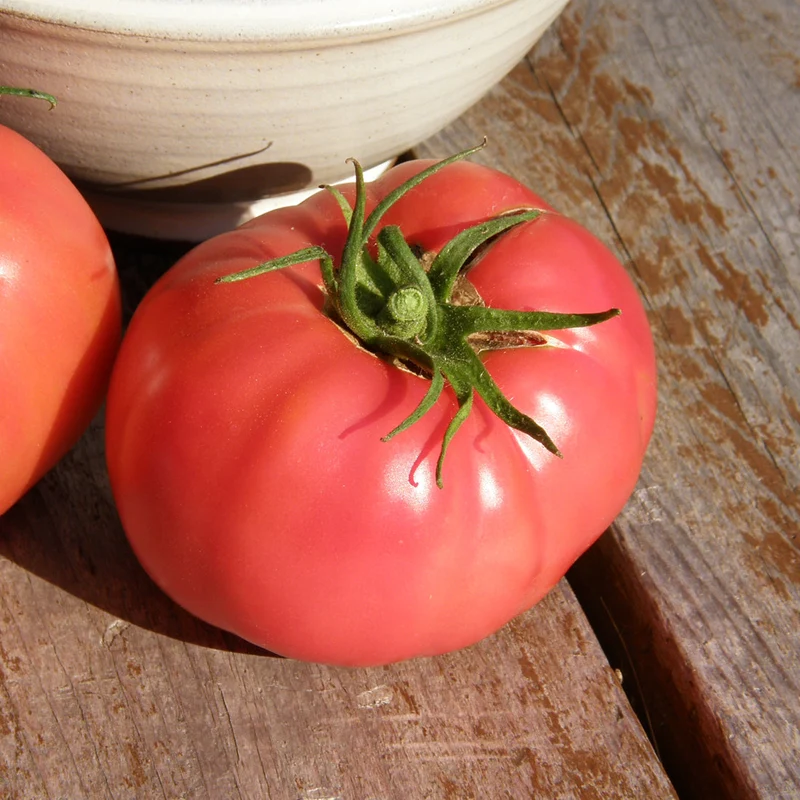 Tomate ‘Savignac’ ( Solanum lycopersicum )