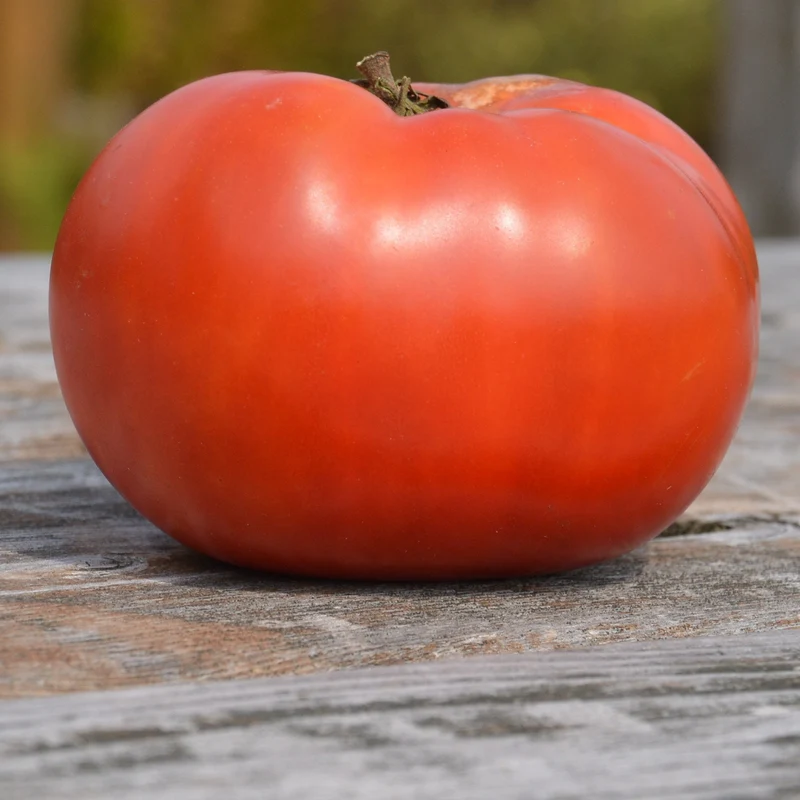 Tomate ‘Rose de Berne’ ( Solanum lycopersicum )