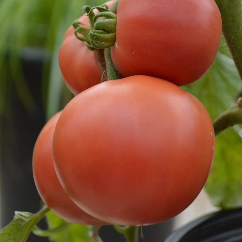 Tomate ‘Rose Aimée’ ( Solanum lycopersicum )