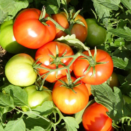 Tomate ‘Mountain Princess’ ( Solanum lycopersicum )