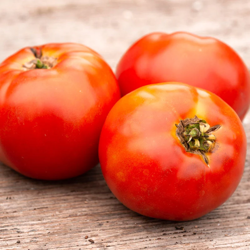 Tomate ‘Plourde’ ( Solanum lycopersicum )