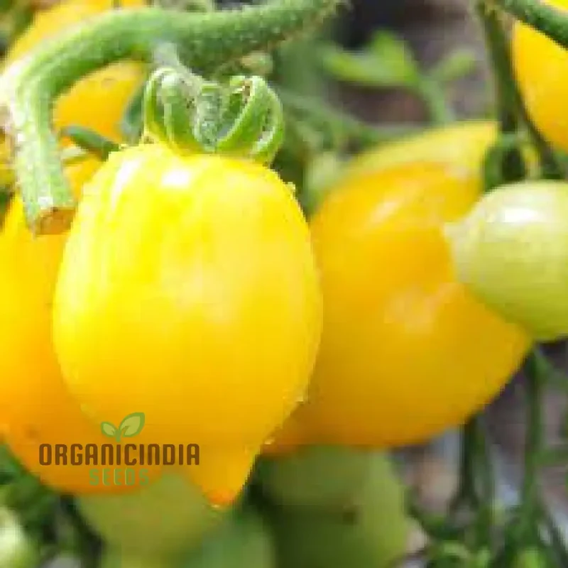 TOMATO LEMON TREE Seeds For Planting - Premium Quality Seeds for Gardening | Perfect for Home Gardens