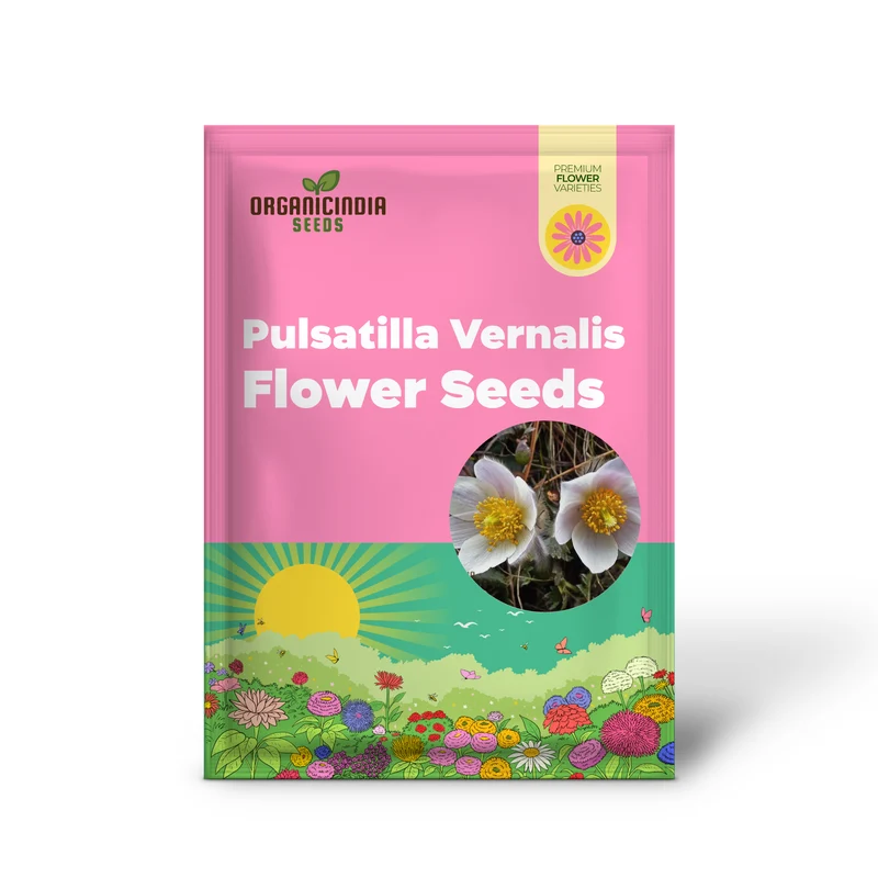 Pulsatilla Vernalis Flower Seeds For Planting, Early Spring Blooms for a Vibrant Garden